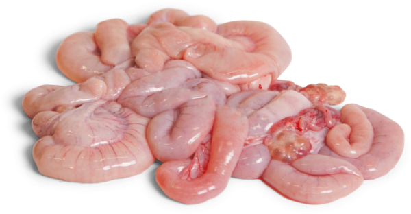 Pork Small Intestines